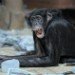 Bonobo 060310_4